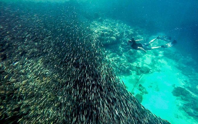 Cebu Sardine Run