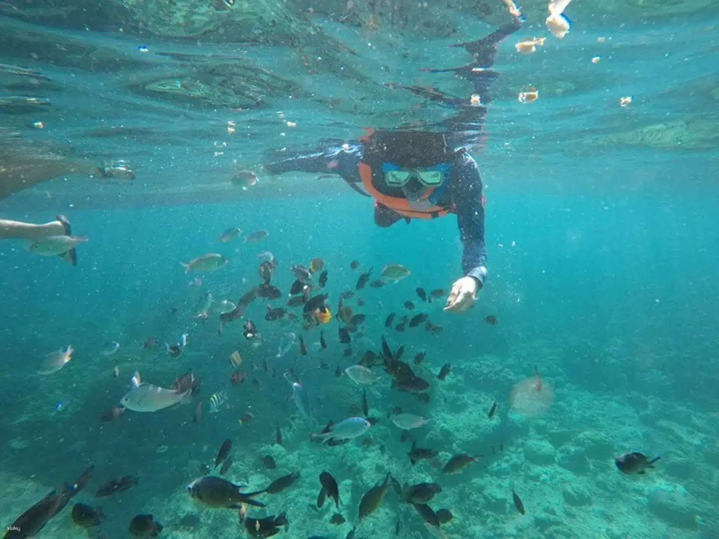 Cebu Snorkeling Activity