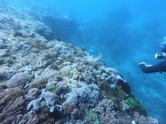 Snorkeling at Donsol Reef