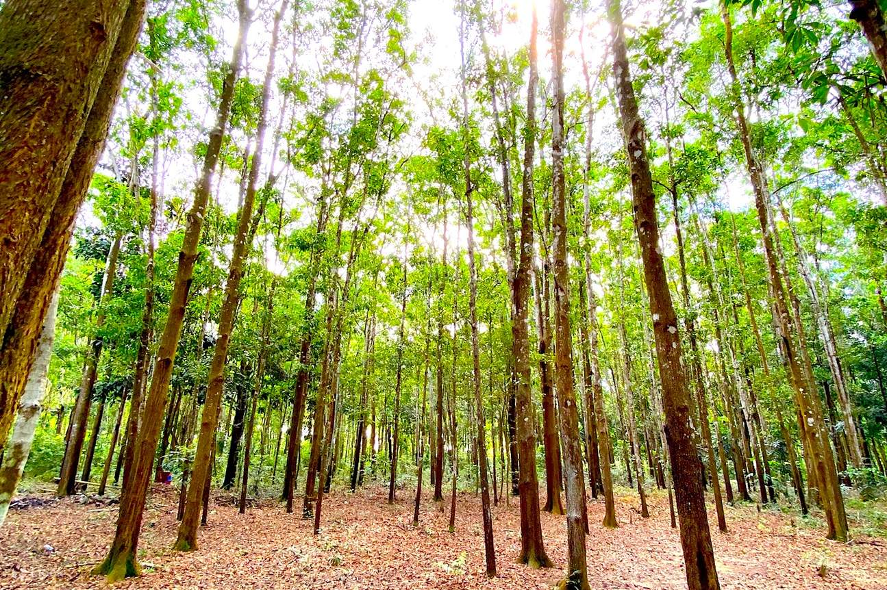Guimaras Man Made Forest